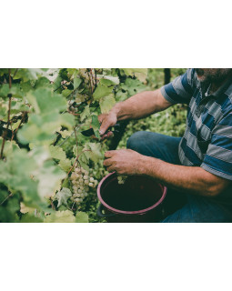 Gastroback Home Sommelier 47000-foto8