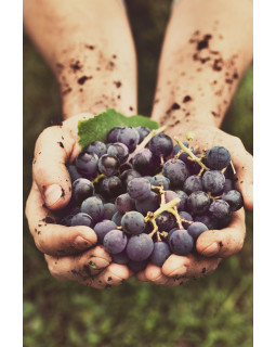 Gastroback Home Sommelier 47000-foto9