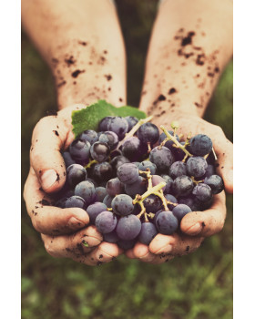 Gastroback Home Sommelier 47000-foto9