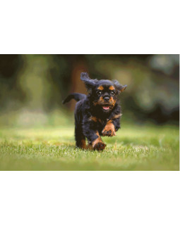 SJCAM Funcam+ Orange-foto9