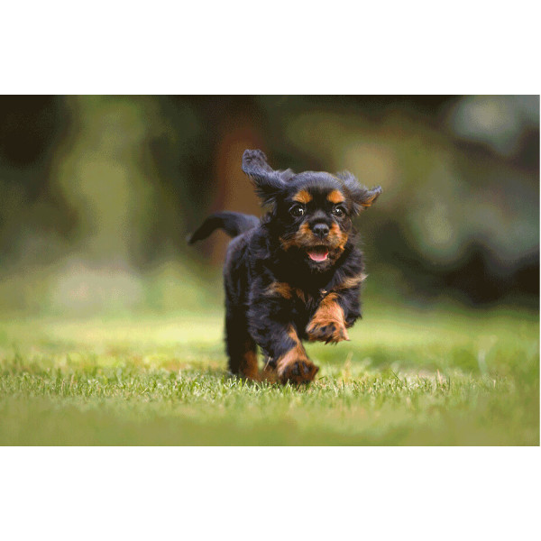 SJCAM Funcam+ Orange